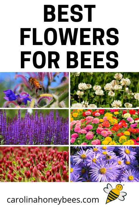 They find flowers that are blue, purple and yellow most appealing. Finding the Best Flowers for Bees | Best flowers for bees ...