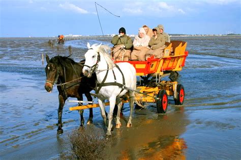 Wattwagen Auf Dem Weg Zur Insel Neuwerk Vor Cuxhaven Flickr