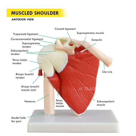 Shoulder Anatomy Tendons