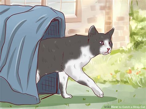 As soon as you catch the target cat then release the other trapped cats. 3 Ways to Catch a Stray Cat - wikiHow