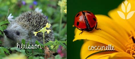 Animaux Et Insectes Qui Prennent Soin De Votre Jardin Conseil Jardin