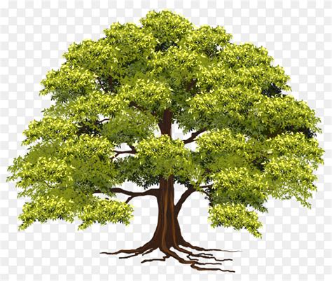 Beautiful Tree Realistic On Transparent Background Png Similar Png