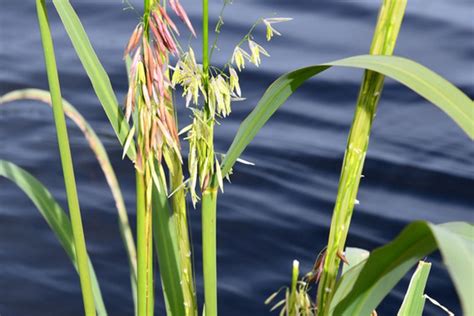 100k grant aimed to help protect wild rice in michigan sooleader