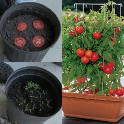 Antaranya ulam raja, sambung nyawa dan pudina. Jom Tanam Pokok Tomato Dalam Pasu.... - blog santai-santai ...