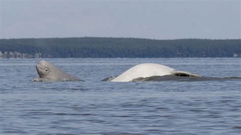 Newsela Beluga Whale Population Near Alaska Stumps Marine Researchers
