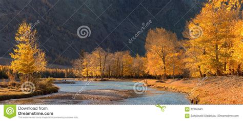 A Beautiful Autumn Mountain Landscape With Sunlit Poplars And Blue