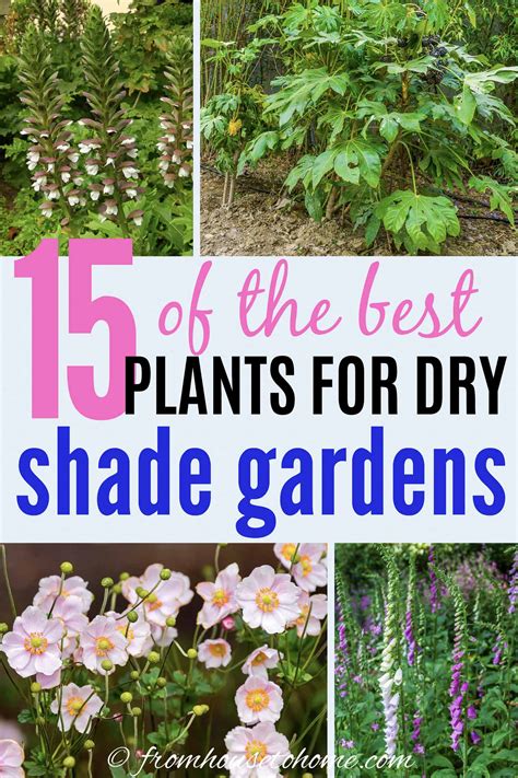 Dry Shade Plants 15 Of The Best Perennials And Shrubs For Dry Shade