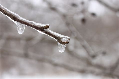Free Images Water Branch Snow Cold Winter White Leaf Flower