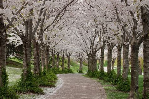 Sakura Hanami Spencer Smith Park In 2020 Hanami Ontario Road Trip