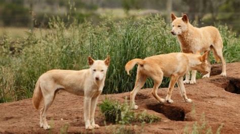 Différence Entre Dingo Et Dog Differbetween