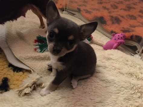 Die etwas schwerer zu vermittelnden. Chihuahua Welpen suchen liebevolles Zuhause (Dinslaken ...