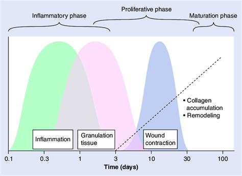 Phases Of Wound Healing Adapted With Permission From 76 Download