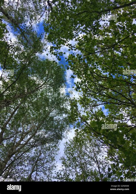 Blue Sky Through Trees Hi Res Stock Photography And Images Alamy