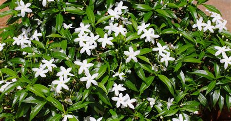 Keep a jasmine plant in your house. Here are the effects on your health