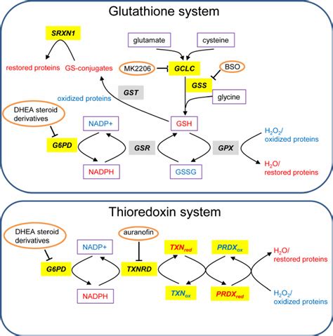 Glutathione And Txn Systems Genes That Are Highly Expressed In Tumors