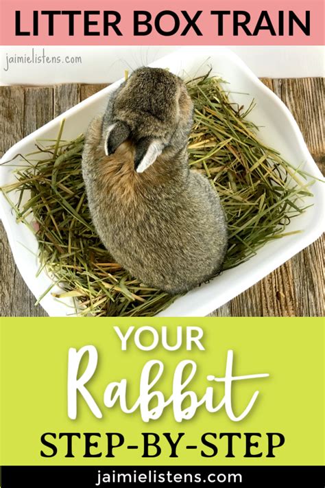 The Easiest Way To Litter Box Train Your Bunny Rabbit