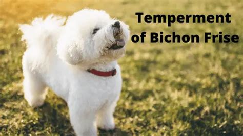 Bichon Frise Temperament Whats It Like Owning One Simplydogowners