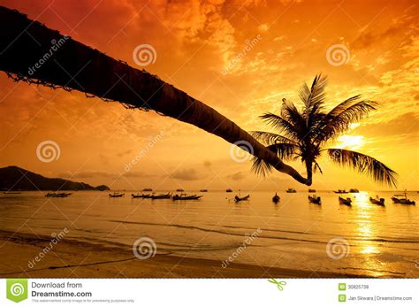 Sunset With Palm And Boats On Tropical Beach Stock Photo Image Of