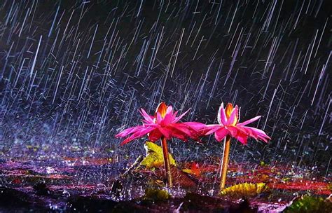 rainy flowers wet dusk ground bonito drops flowers rain evening night hd wallpaper