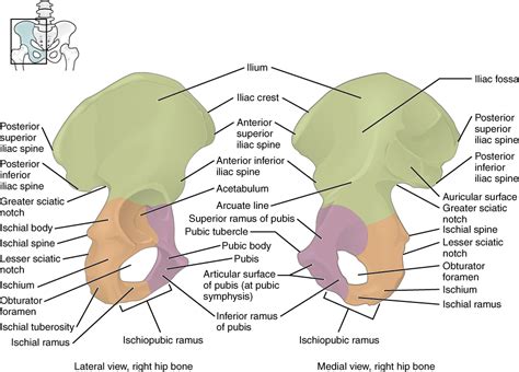 This Figure Shows The Right Hip Bone The Left Panel Shows The Lateral