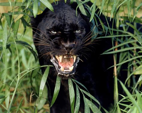 Black Leopard Animal Fun Animals Wiki Videos Pictures Stories