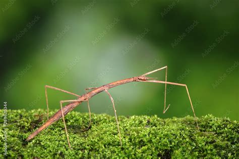 Stick Insect Or Phasmids Phasmatodea Or Phasmatoptera Also Known As