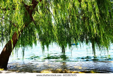 They are commonly found by rivers, lakes, and oceans. Willow Tree By Water Stock Photo (Edit Now) 601887695