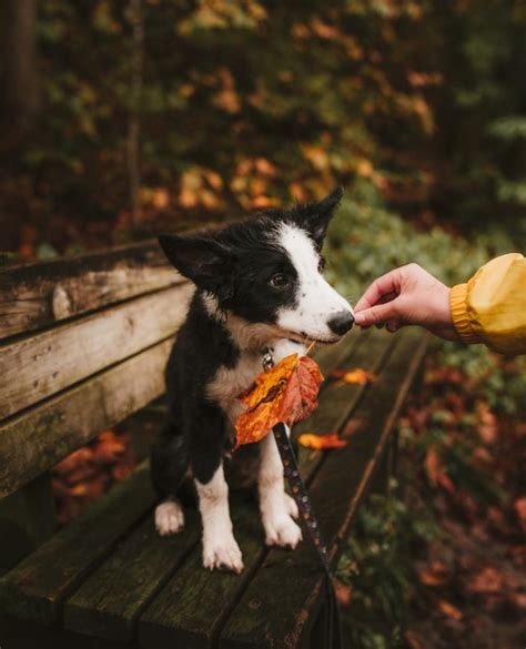 The Border Collie A Guide For Owners Pethelpful