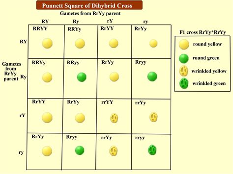 The Phenotypic Ratio In The Dihybrid Cross Is A