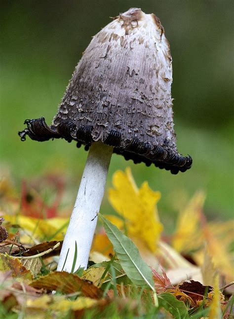 Shaggy Ink Cap Coprinus Comatus Stuffed Mushrooms Nature