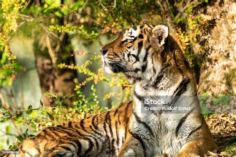 The Siberian Tigerpanthera Tigris Altaica In The Zoo Stock Photo