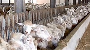 Alimentazione e gestione dei foraggi nell’allevamento ovino - 2/6 - YouTube