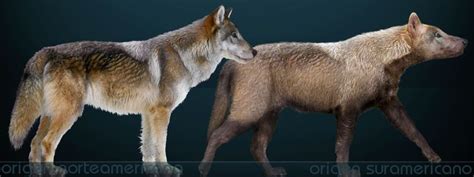 Extinct Wolf Breeds Wolf Info Dire Wolf Extinct Animals Extinct