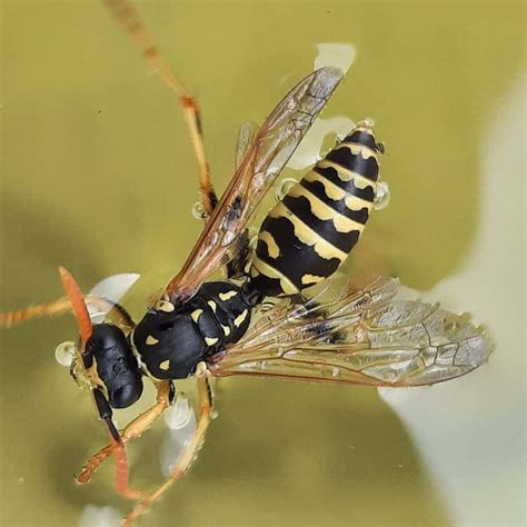 15 Types Of Wasps And Pictures To Identify Them 2022