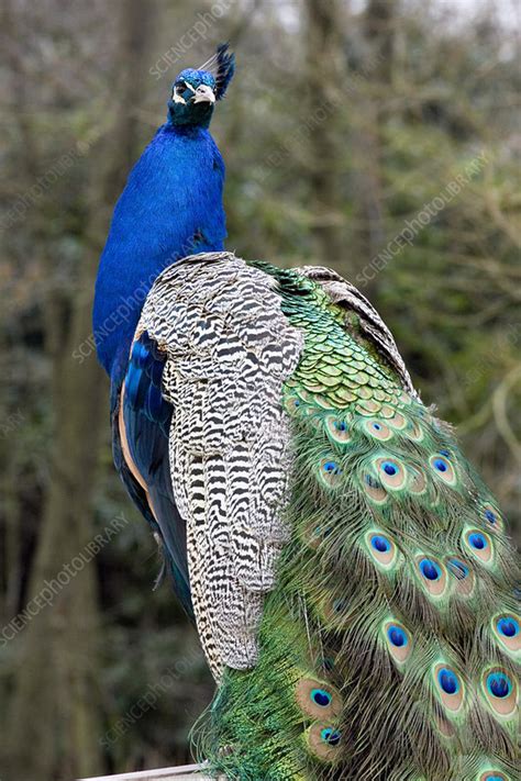 Indian Peacock Stock Image Z840 0099 Science Photo Library