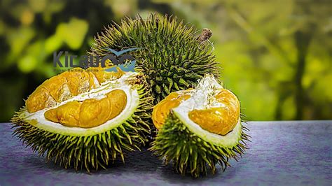Selain itu, kamu juga bisa cek harga terbaru bibit durian yg cepat berbuah dan diurutkan dari harga yang termurah! Berbuah Jenis Durian Cepat Berbuah Terpopuler dan ...