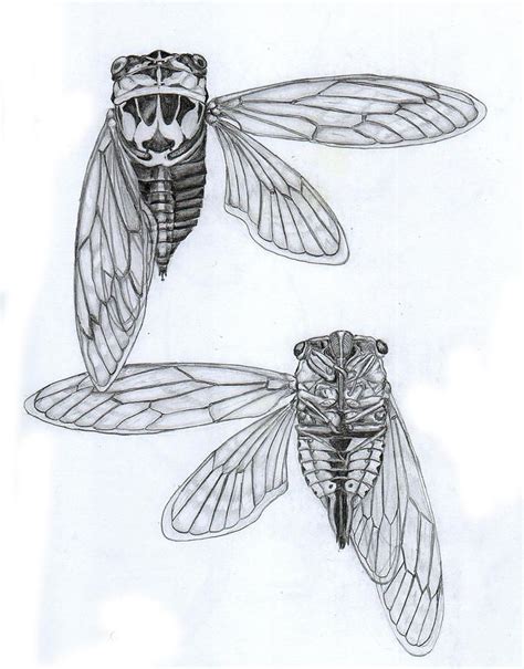 Cicada Tattoo Cicada Art Bug Tattoo Insect Tattoo Cicada Shell Tattoo Forearm Tattoo