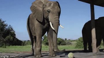 What you see here is also summertime. What Do Elephants Do All Day? 2 Hours Of Sleep Leaves Time ...