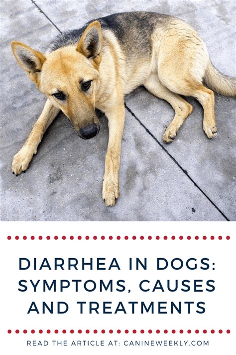 Diarrhea In Dogs Causes Symptoms Treatments And More Diarrhea In