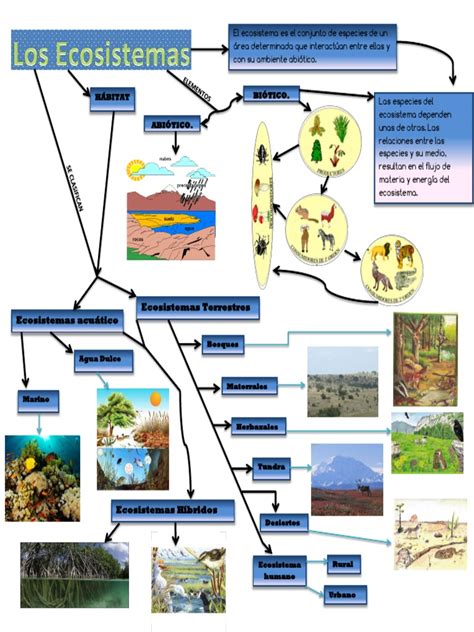 Mapa Mental De Los Ecosistemas Images And Photos Finder
