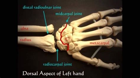 Wrist Joint Anatomy Youtube