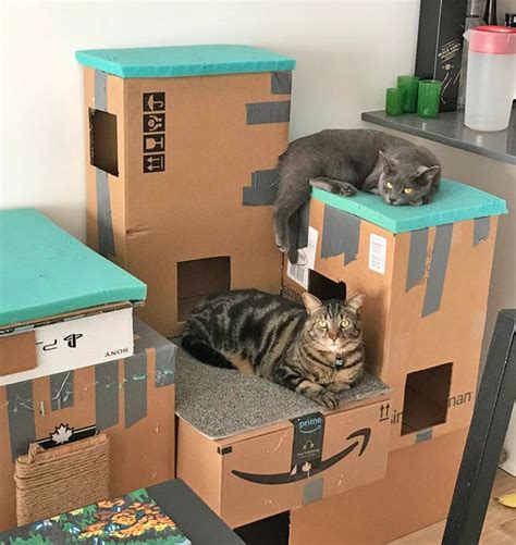 20 Spoiled Cats That Totally Dominate Their Owners Cardboard Cat