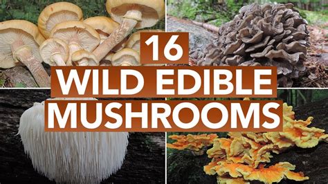 Is Edible Mushroom Species