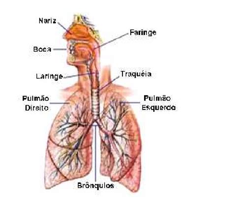 Principais órgãos Do Sistema Respiratório Humano Fonte Souza 2008