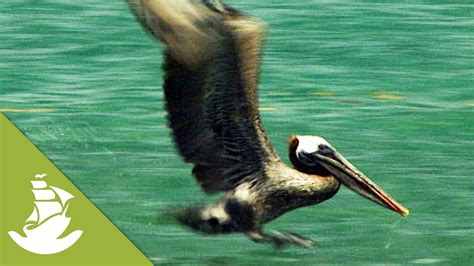 The Swooping Down Technique Of The Brown Pelican Youtube