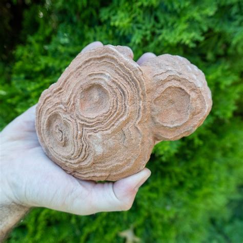 Large Stromatolite The Crystal Council