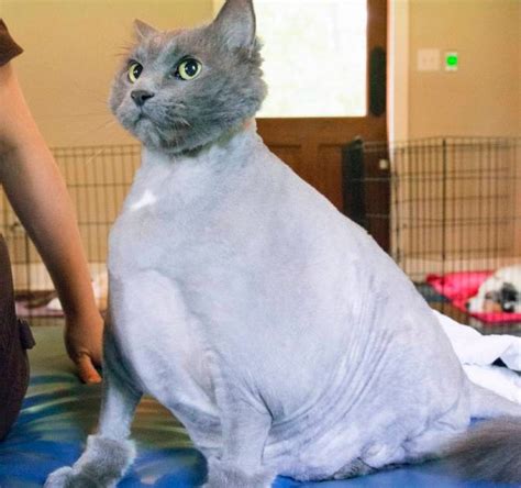 King Leo The Worlds Fattest Cat Starts Fitness Regime After Being