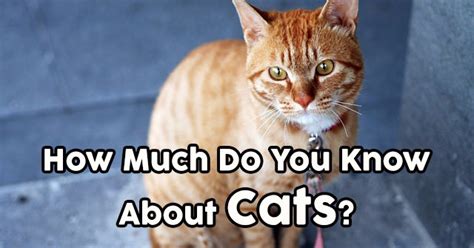 How Much Do You Know About Cats Quizpug