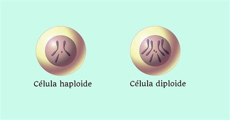 Células Haploide E Diploide Toda Matéria
