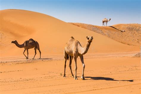 Paisaje Del Desierto Con El Camello Foto De Archivo Imagen De
